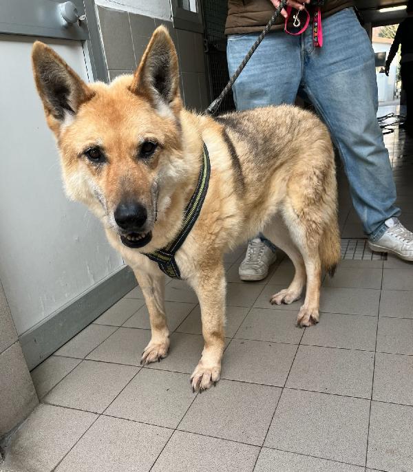 LUPA PASTORE TEDESCO ADOZIONE DEL CUORE Foto 3